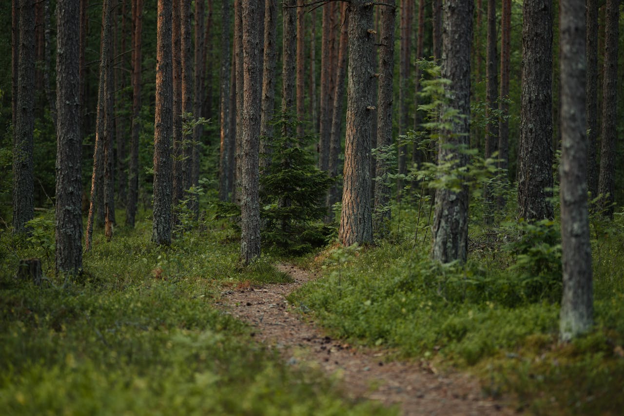 pexels-lauripoldre-34843237